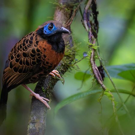 La Fortuna Serenity Rainforest Condos المظهر الخارجي الصورة